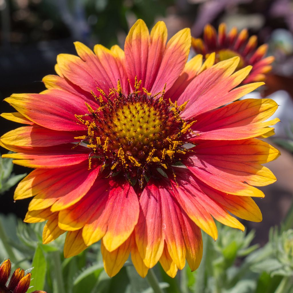 Kokardenblume Kobold - Gaillardia grandiflora