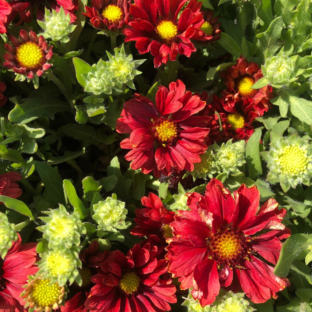 Gaillarde aristata Arizona Red