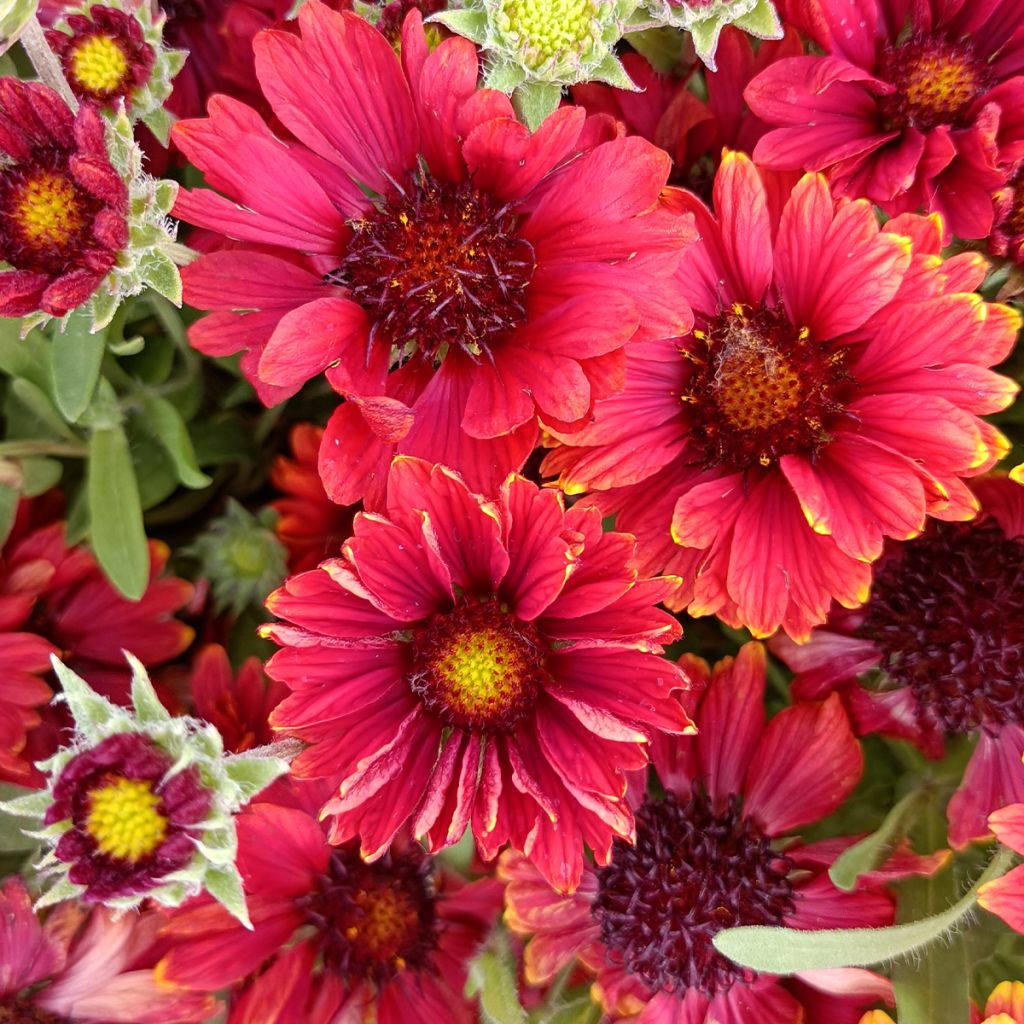 Gaillarde aristata Arizona Red
