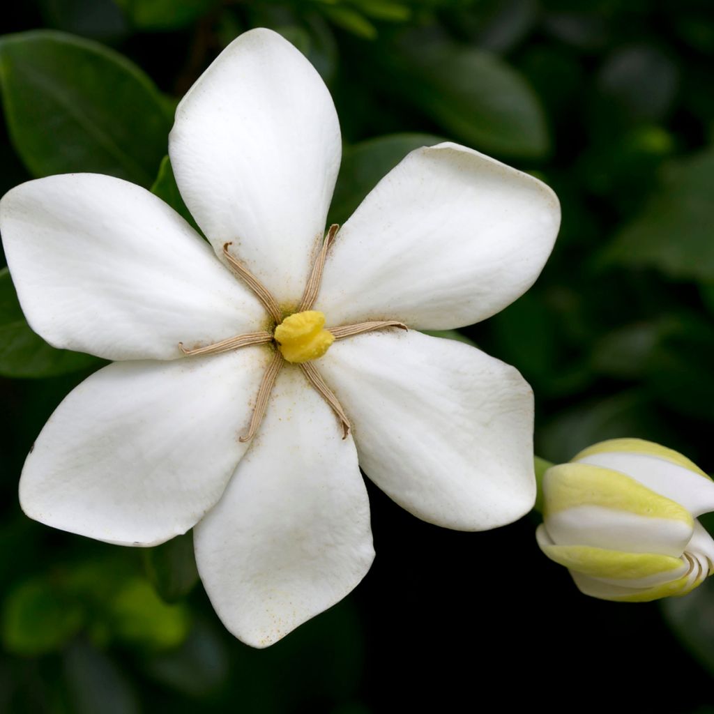 Gardenie Kleim's Hardy - Gardenia jasminoides