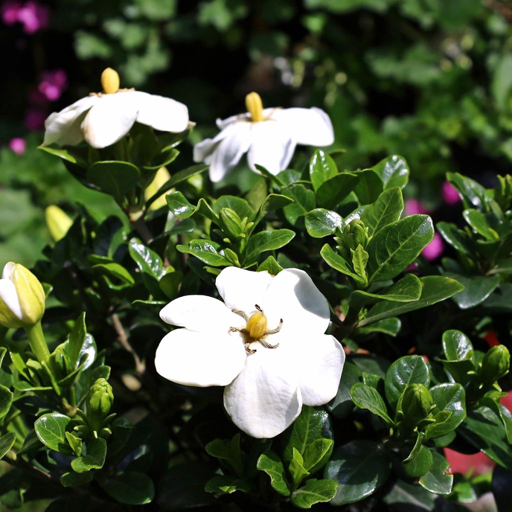 Gardenie Kleim's Hardy - Gardenia jasminoides