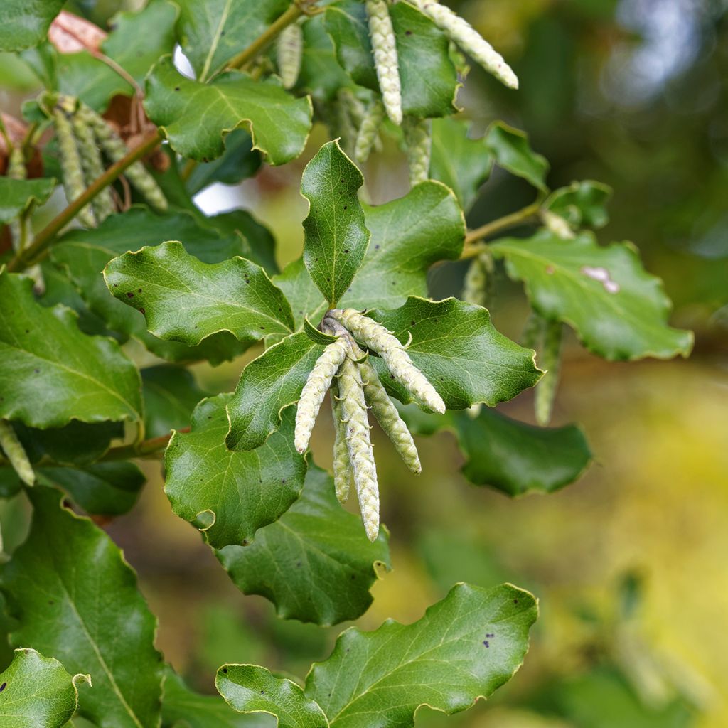 Garrya elliptica - Spalier-Becherkätzchen