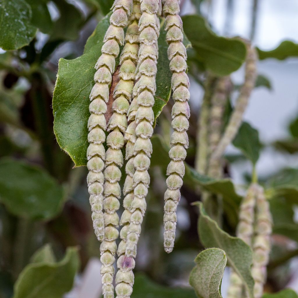 Garrya elliptica - Spalier-Becherkätzchen