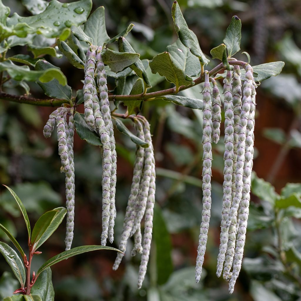 Garrya elliptica James Roof - Spalier-Becherkätzchen