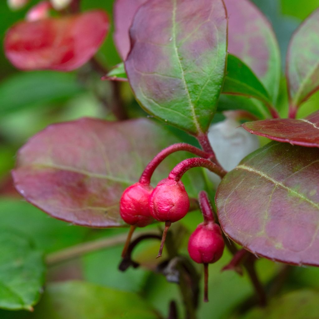 Gaultheria procumbens Big Berry - Scheinbeere