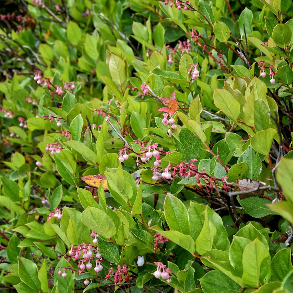 Gaultheria shallon - Shallon-Scheinbeere