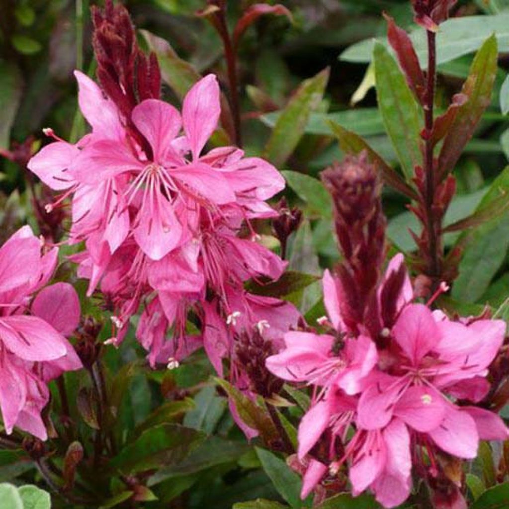 Prachtkerze Crimson Butterfly - Gaura lindheimeri
