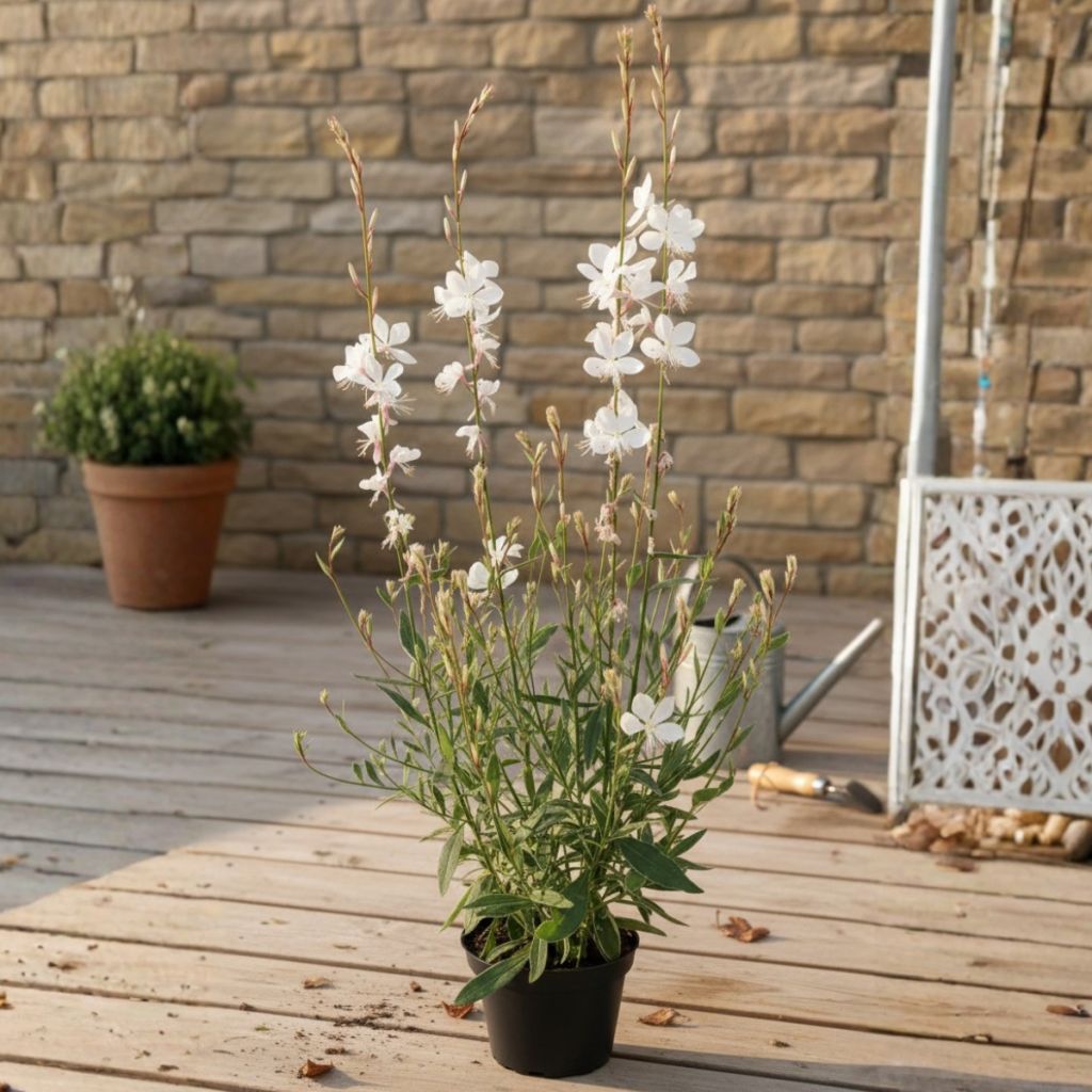 Prachtkerze EVERLAST Viva Nova - Gaura lindheimeri