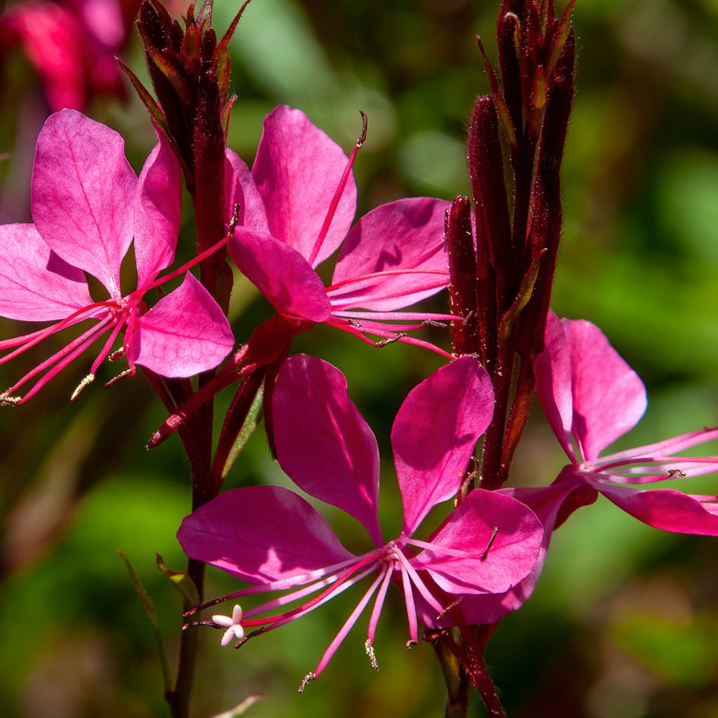Prachtkerze Blaze - Gaura lindheimeri