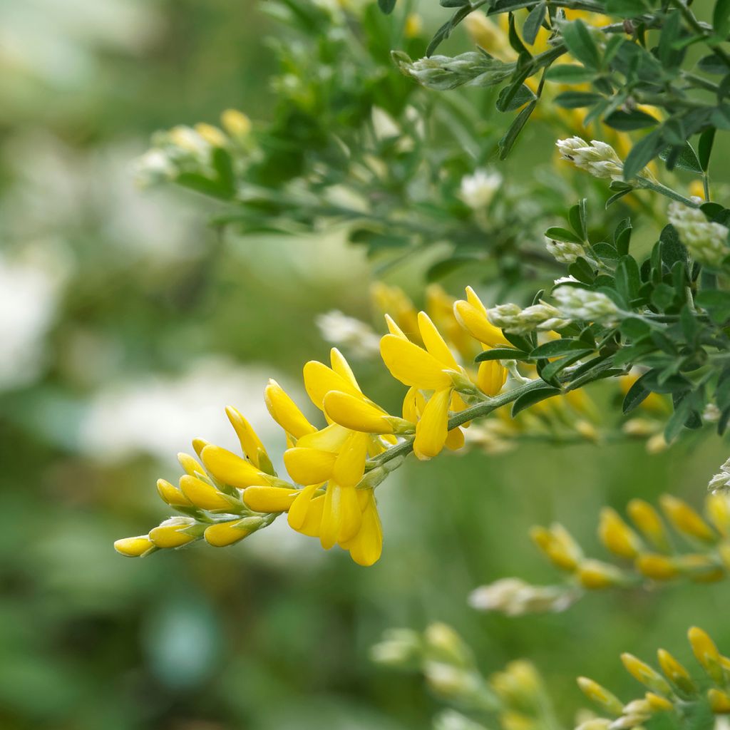 Edelginster Golden Sunlight - Cytisus scoparius