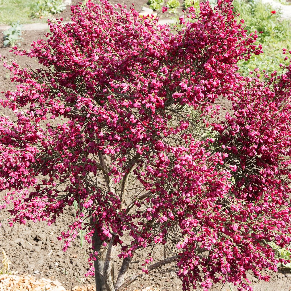 Edelginster Ruby - Cytisus scoparius