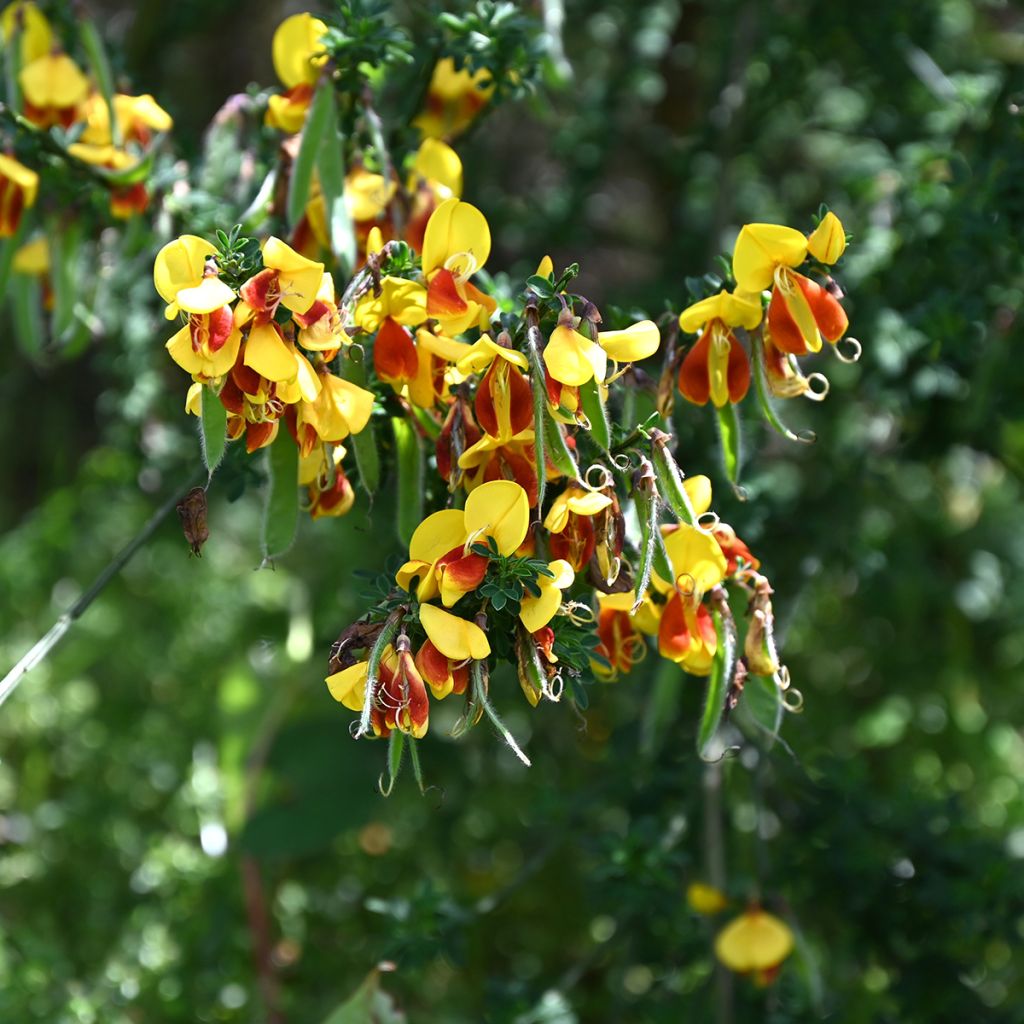 Edelginster Andreanus - Cytisus scoparius