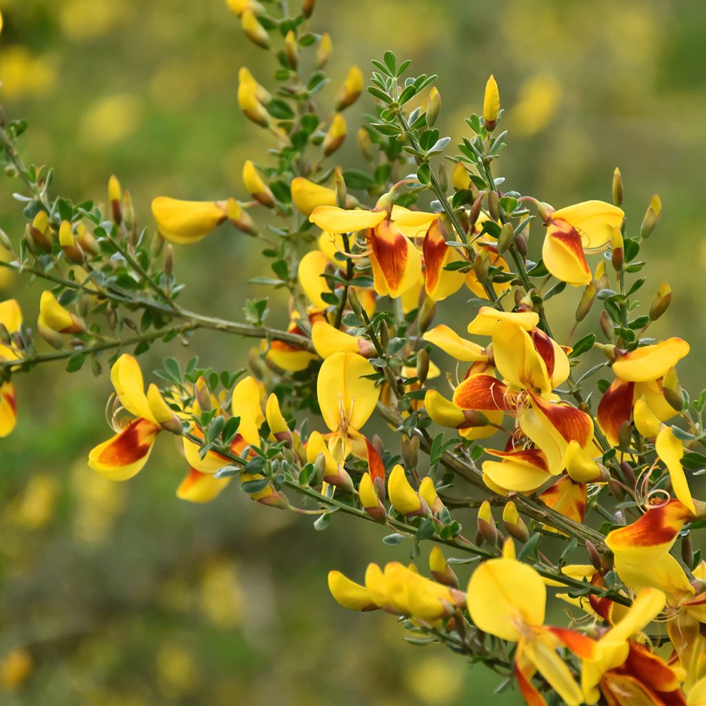 Edelginster Andreanus - Cytisus scoparius