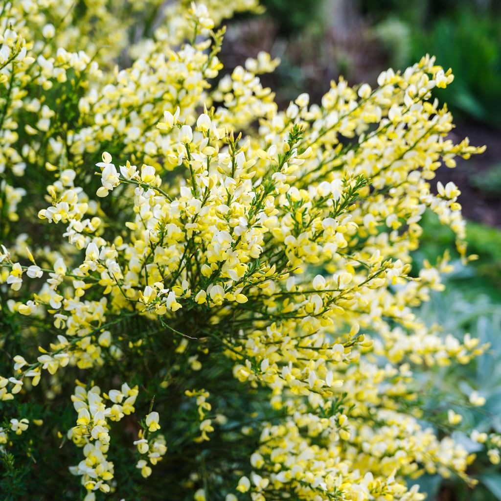 Edelginster Luna - Cytisus scoparius