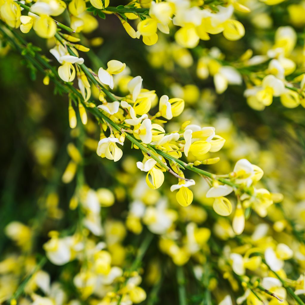 Edelginster Luna - Cytisus scoparius