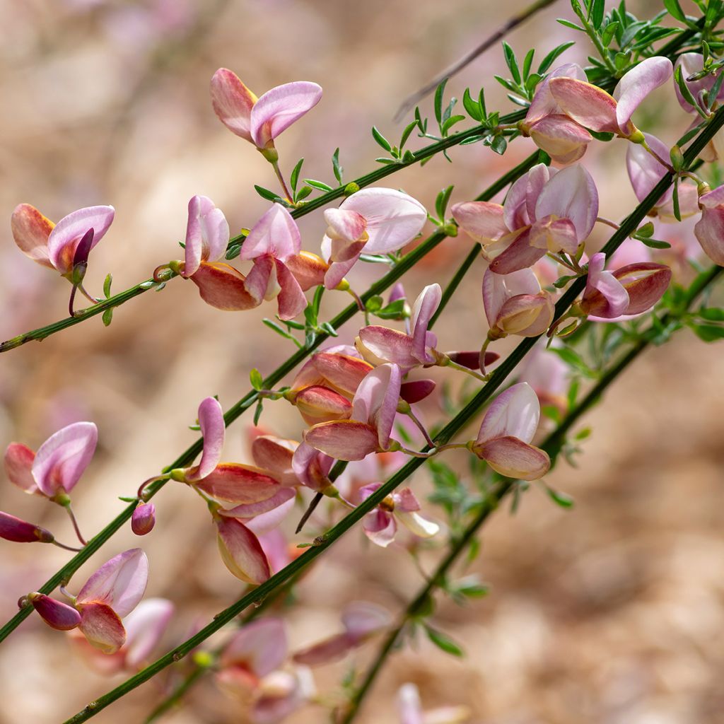 Edelginster Moyclare Pink - Cytisus scoparius