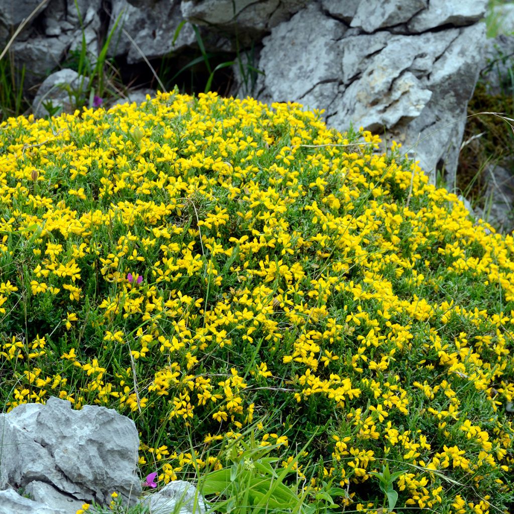 Spanischer Ginster - Genista hispanica
