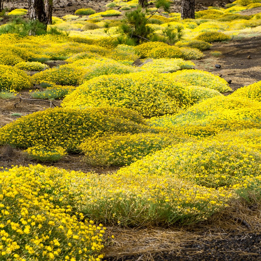 Stein-Ginster - Genista lydia