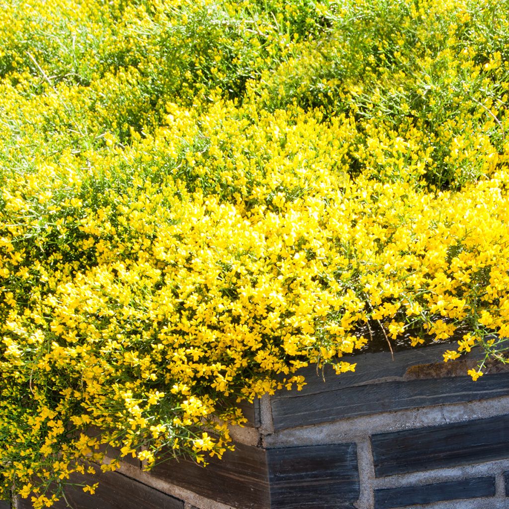 Stein-Ginster - Genista lydia