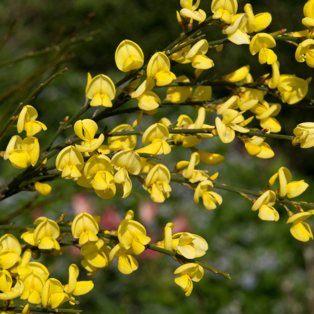 Elfenbeinginster Allgold - Cytisus praecox