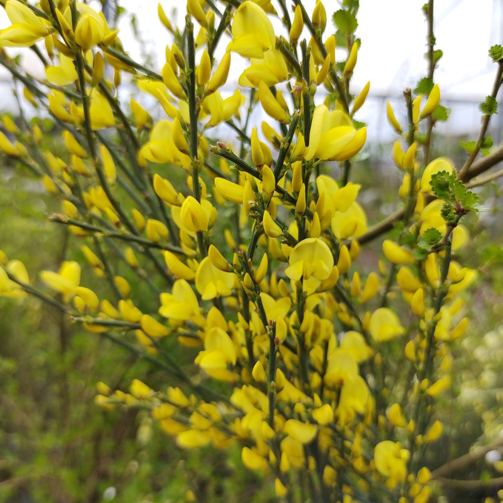 Elfenbeinginster Allgold - Cytisus praecox