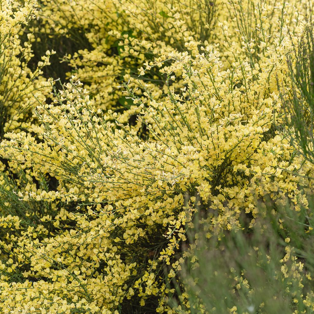 Elfenbeinginster - Cytisus praecox