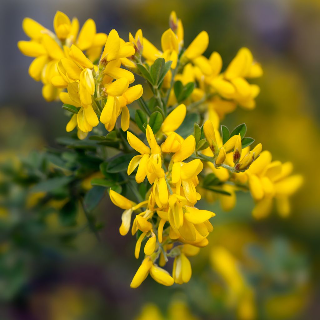 Ginster Porlock - Genista