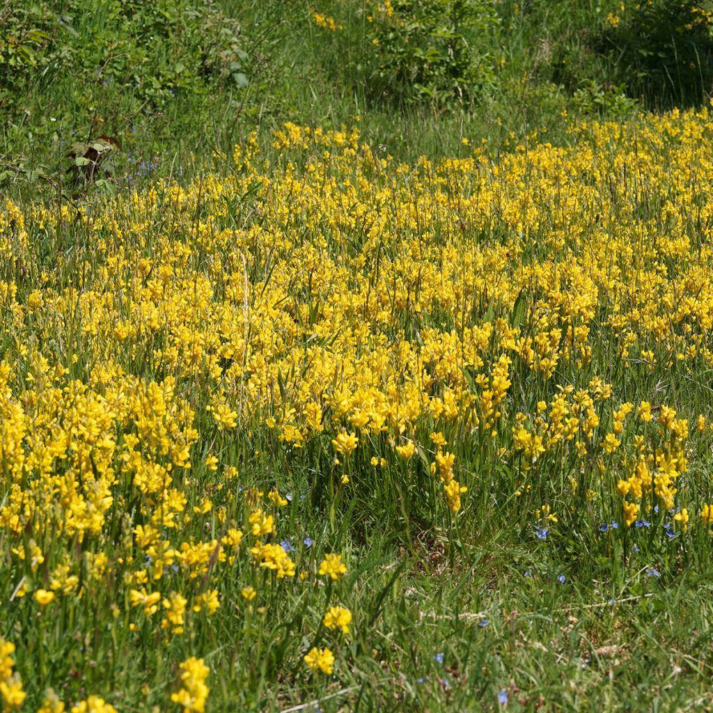 Flügel-Ginster - Genista sagittalis