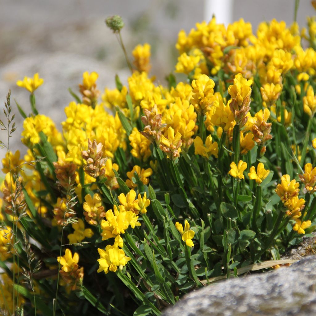 Flügel-Ginster - Genista sagittalis