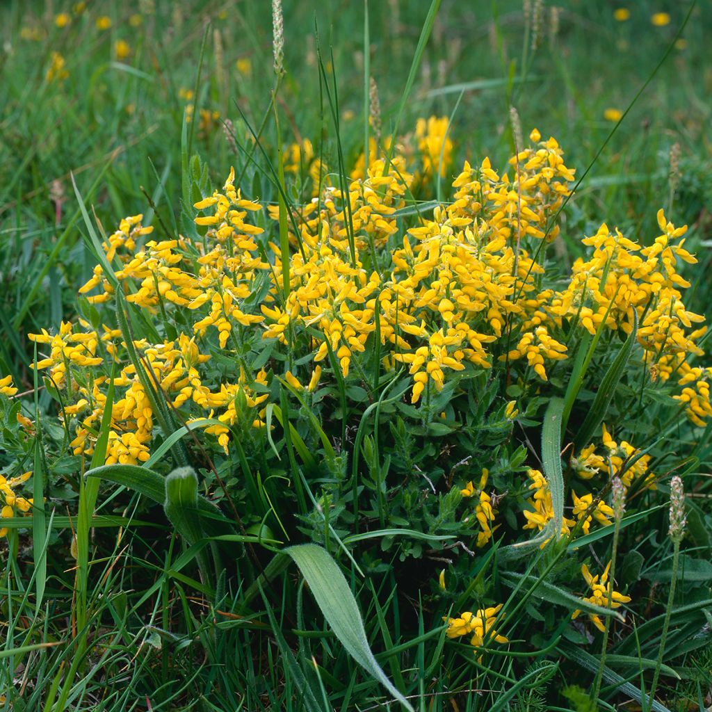 Färber-Ginster Royal Gold - Genista tinctoria