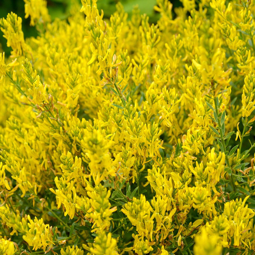Färber-Ginster Royal Gold - Genista tinctoria