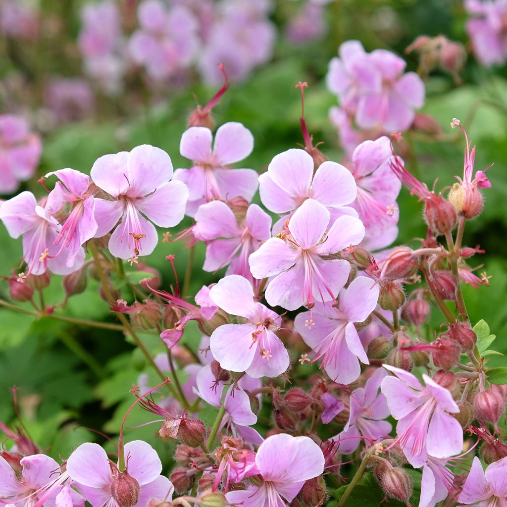 Geranium vivace cantabrigiense Hanne