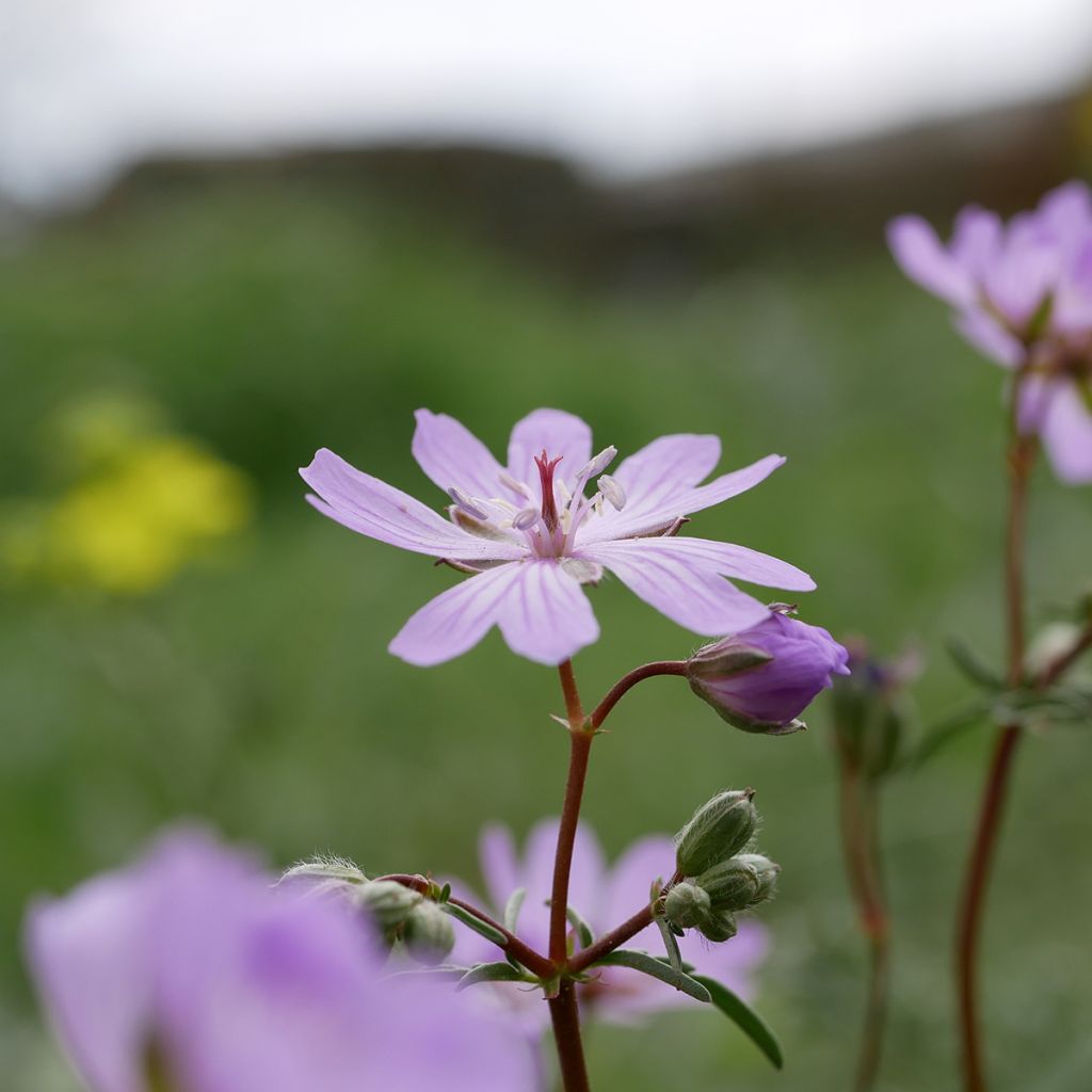 Geranium tuberosum - Knolliger Storchschnabel