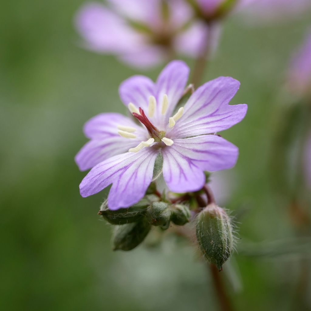 Geranium tuberosum - Knolliger Storchschnabel