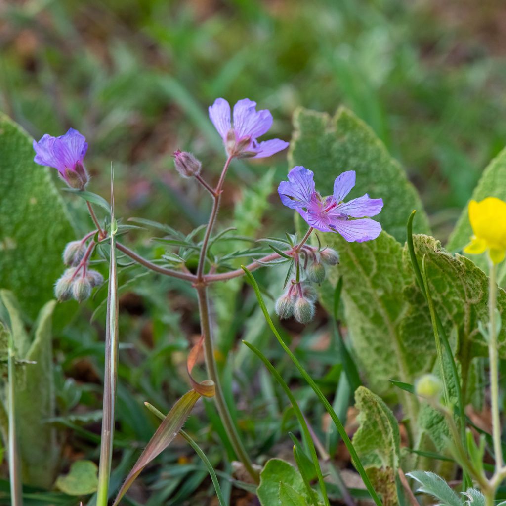 Geranium tuberosum - Knolliger Storchschnabel