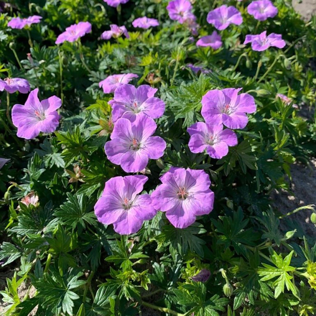 Blutstorchschnabel Frivolius Lilac - Geranium sanguineum