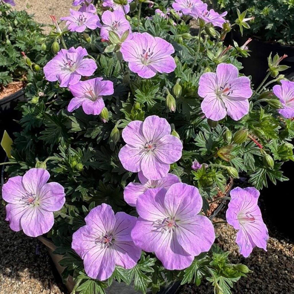Blutstorchschnabel Frivolius Lilac - Geranium sanguineum