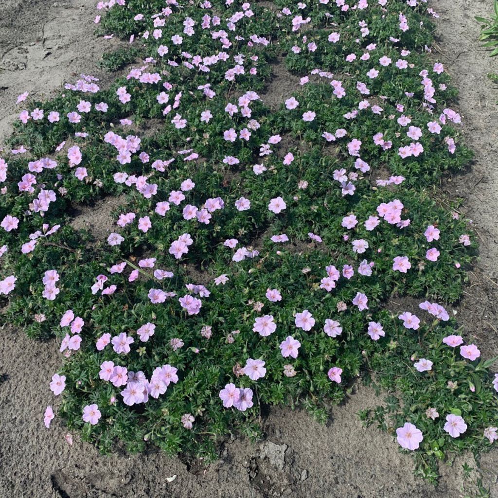 Geranium sanguineum Frivolius Pink - Blutstorchschnabel