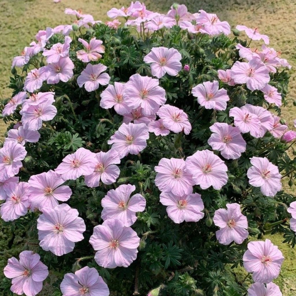 Geranium sanguineum Frivolius Pink - Blutstorchschnabel