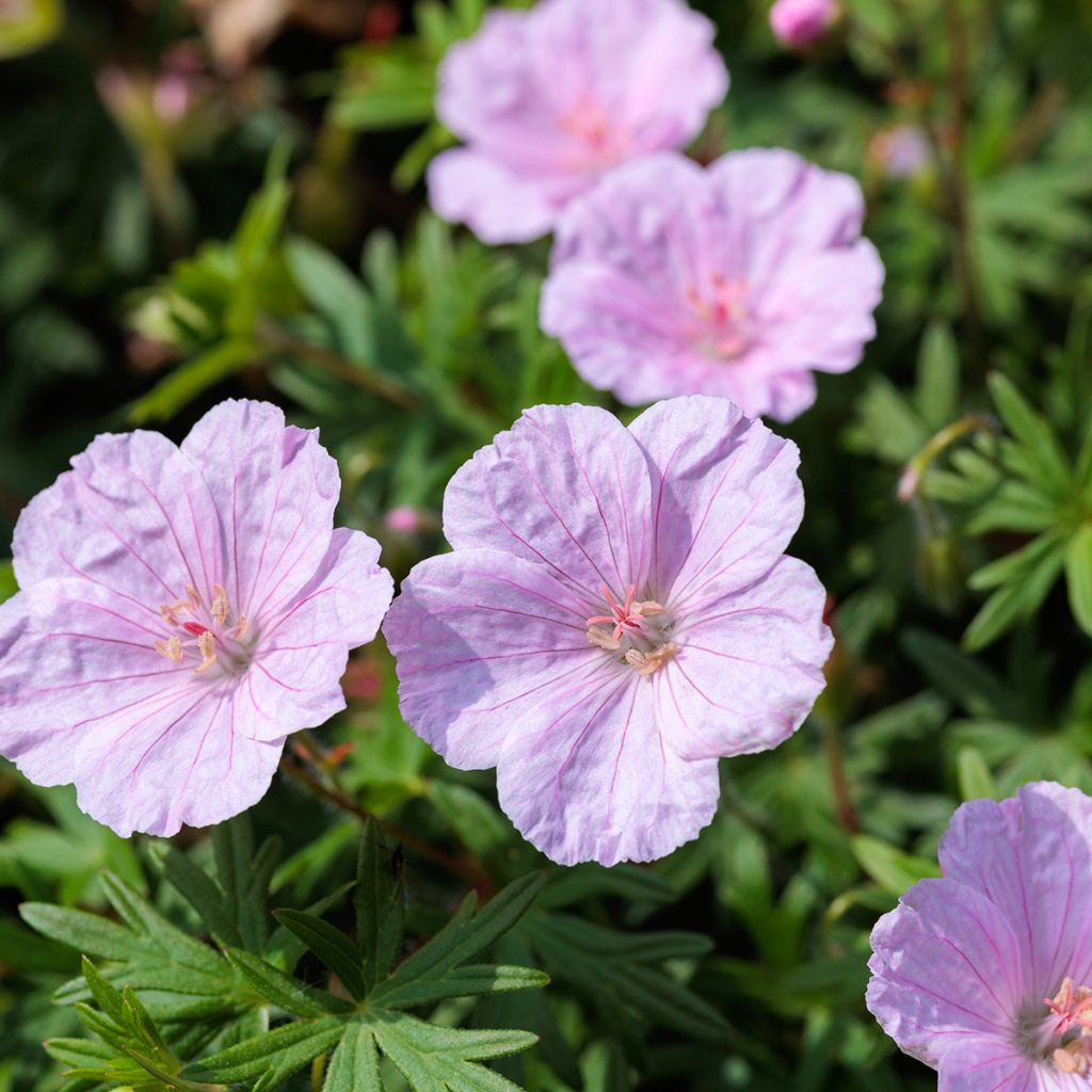 Geranium sanguineum Frivolius Pink - Blutstorchschnabel
