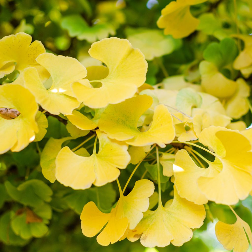 Ginkgo biloba Mariken - Fächerblattbaum