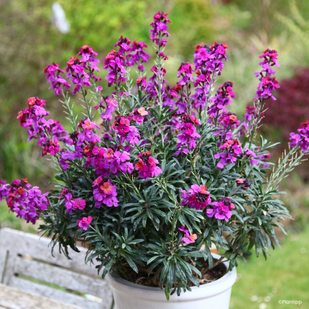 Garten-Goldlack Colour Vibe Purple - Erysimum 