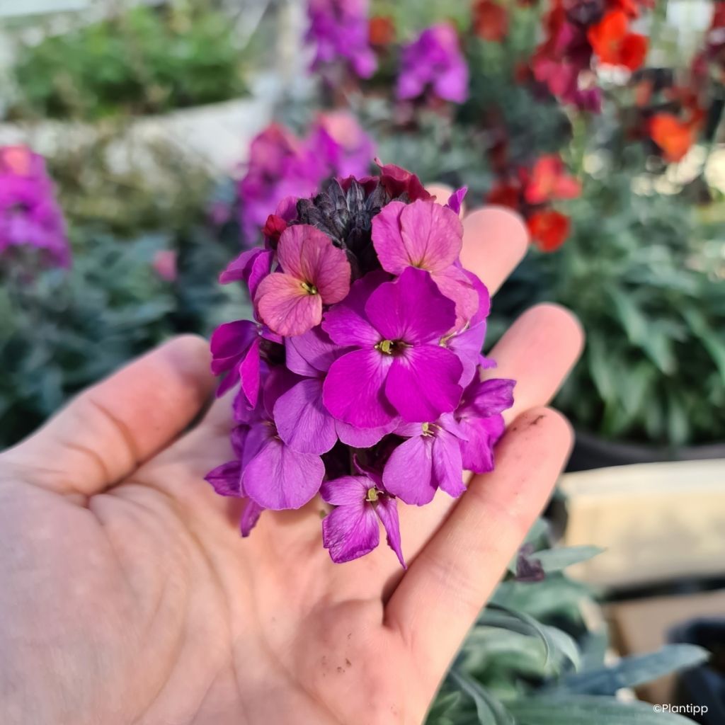 Garten-Goldlack Colour Vibe Purple - Erysimum 