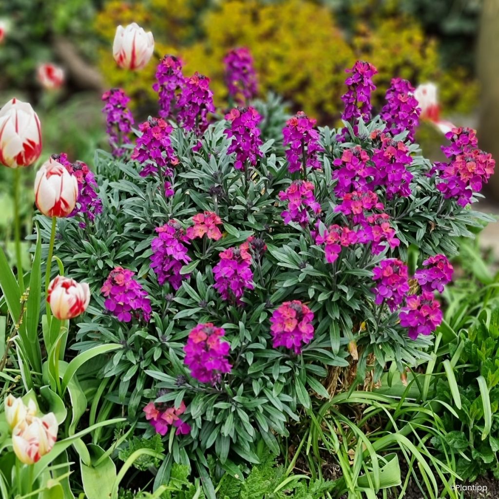 Garten-Goldlack Colour Vibe Purple - Erysimum 