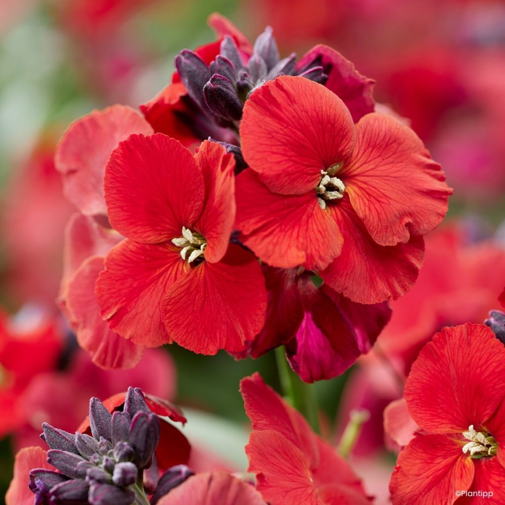 Garten-Goldlack Colour Vibe Red - Erysimum 