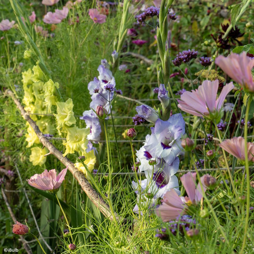 Großblütige Gladiole Vista- Gladiolus