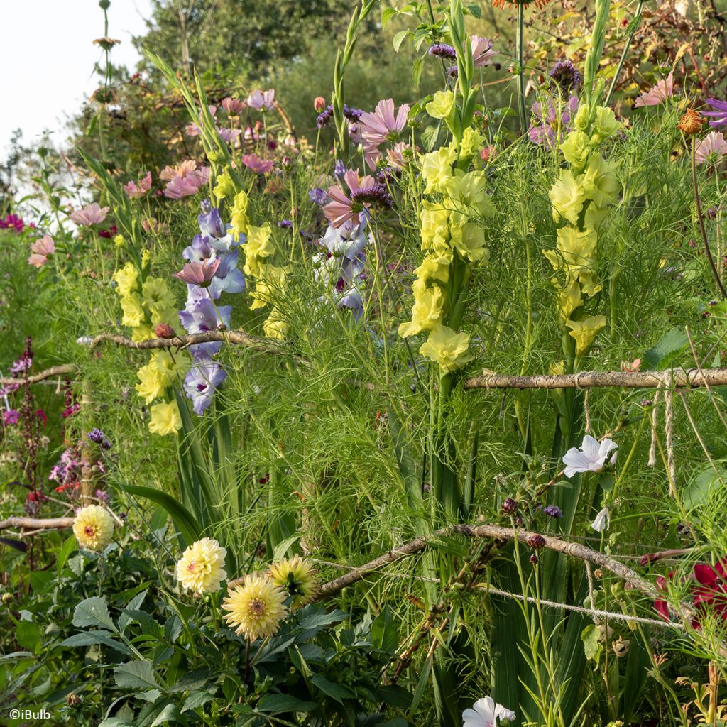 Großblütige Gladiole Vista- Gladiolus