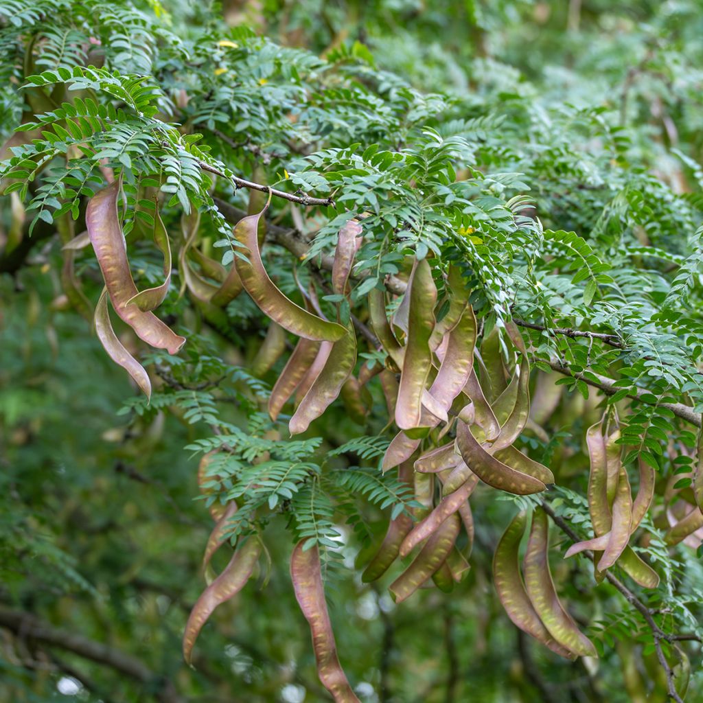 Gleditsia triacanthos - Gleditschie