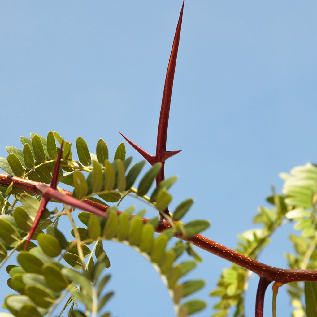 Gleditsia triacanthos - Gleditschie