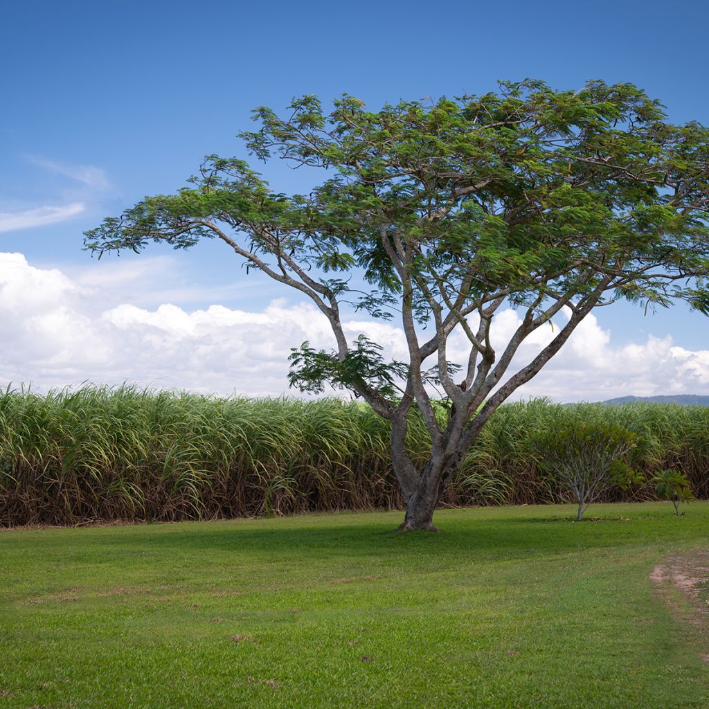 Gleditsia triacanthos - Gleditschie